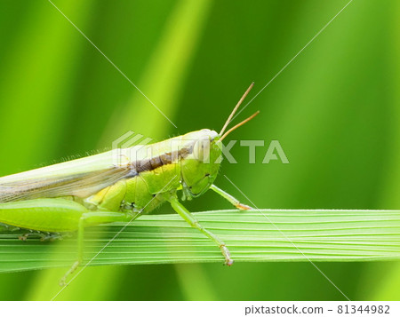 Locust caught in rice Locust caught in rice 81344982