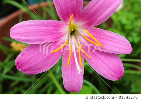 與明亮的粉紅色花瓣的 Zephyrus 花 與明亮的粉紅色花瓣的 Zephyrus 花 81345170