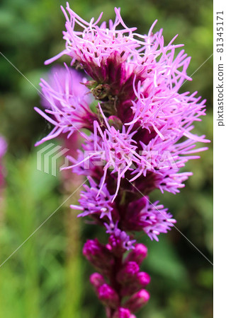 Liatris flowers with filamentous flowers 81345171