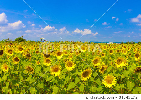 Sunflower flowers blooming in large numbers Sunflower flowers blooming in large numbers 81345172