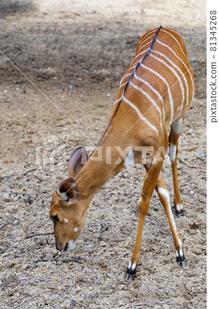 The Nyala baby is stay in garden The Nyala baby is stay in garden 81345268