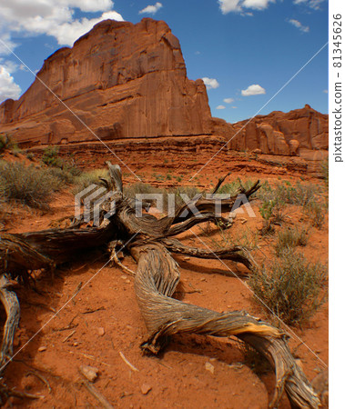 Large dead desert tree log sits on orange dirt with large rocky outcropping in the background 81345626