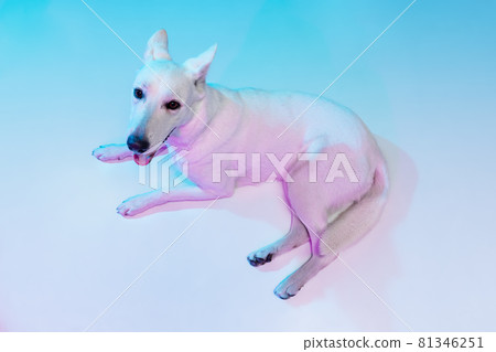 High angle view of beautiful White Shepherd isolated over studio background in neon gradient blue purple light filter. Concept of beauty, action, pets love, animal life. High angle view of beautiful White Shepherd isolated over studio background in neon gradient blue purple light filter. Concept of beauty, action, pets love, animal life. 81346251