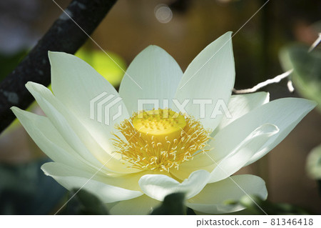 White lotus 81346418