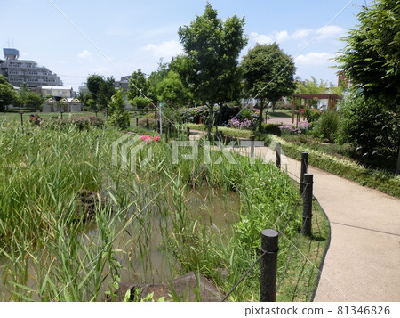東小路防災公園、生物群落（東京都大田區東小路） 81346826