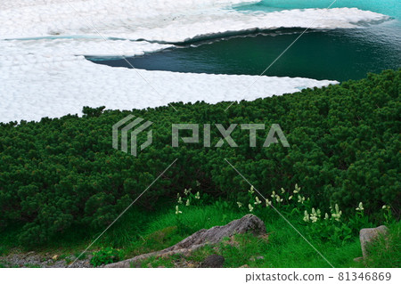 夏天的乘鞍山：即使盛夏也涼爽的Kiezugaike Pond和Veratrum stamineum 81346869