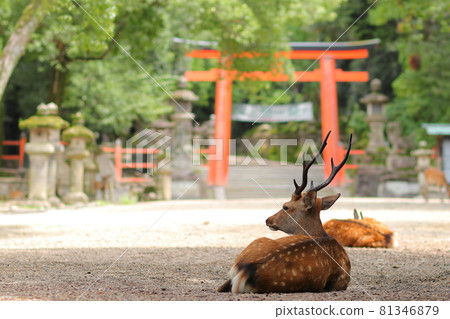 奈良公園的鹿與二鳥居 / 春日大社 奈良公園的鹿與二鳥居 / 春日大社 81346879