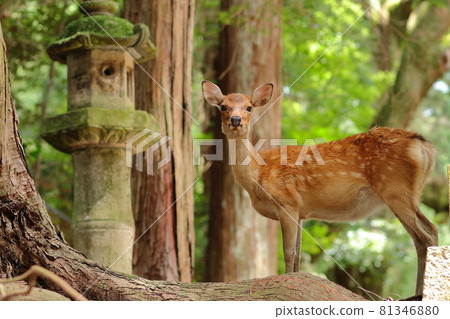 Deer in Nara Park / Omotesando of Kasuga Taisha Shrine 81346880
