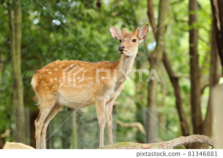 Deer in Nara Park / Omotesando of Kasuga Taisha Shrine Deer in Nara Park / Omotesando of Kasuga Taisha Shrine 81346881