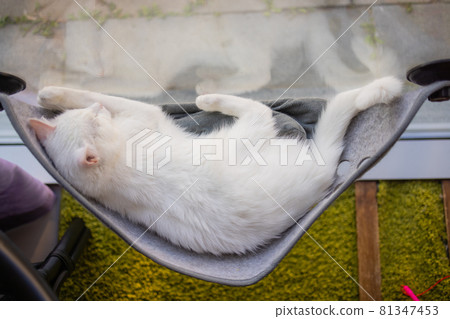 cat laying in wall glass mounted bed at home. cat laying in wall glass mounted bed at home. 81347453