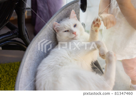 cat laying in wall glass mounted bed at home. cat laying in wall glass mounted bed at home. 81347460