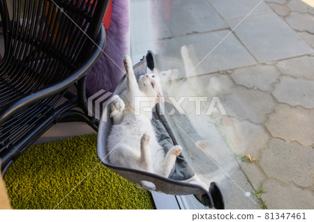 cat laying in wall glass mounted bed at home. 81347461