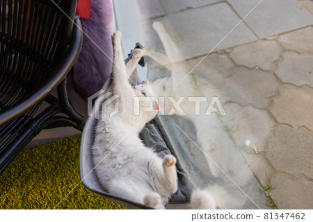 cat laying in wall glass mounted bed at home. cat laying in wall glass mounted bed at home. 81347462