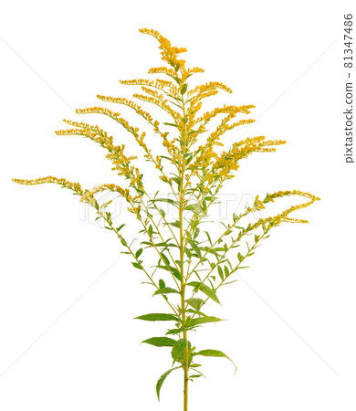 Golden Solidago virgaurea flowers isolated on white background. Ragweed bushes or Ambrosia artemisiifolia. Medicinal herbal plant. 81347486