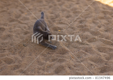 Small gray and white kitten burying its excrements outdoors. Feline cleanliness. A cat sniffing and touching the ground with its paw. Small gray and white kitten burying its excrements outdoors. Feline cleanliness. A cat sniffing and touching the ground with its paw. 81347496