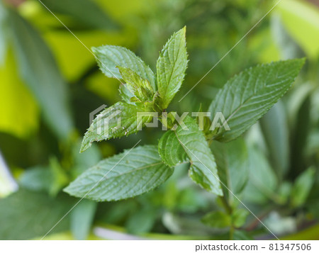 peppermint (Mentha piperita) plant 81347506
