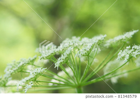 北海道田野上盛開的牛防風花 北海道田野上盛開的牛防風花 81348579