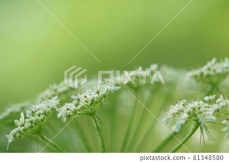 Cow parsnip flowers blooming in the fields of Hokkaido Cow parsnip flowers blooming in the fields of Hokkaido 81348580