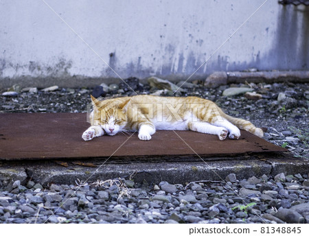 流浪貓/貓在長崎市池島的住宅區打盹 81348845