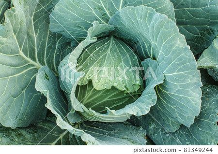 Cabbage in the garden Cabbage in the garden 81349244