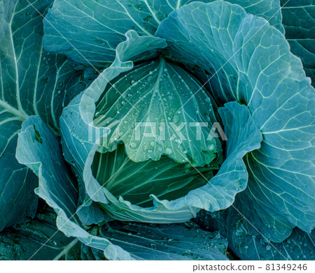 Cabbage in the garden 81349246