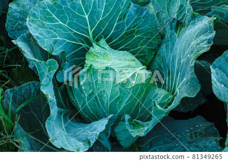 Cabbage in the garden Cabbage in the garden 81349265