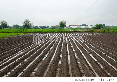 Farm field is flooded with heavy torrential rains. Destruction of crops and damage to agriculture. Unstable weather, strong showers and storms. Damage to farms and the agroindustry. Farming, landscape 81349472