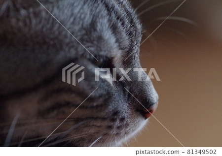 American shorthair face up 81349502