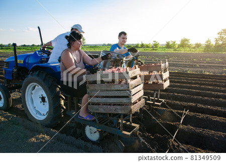 People on the tractor are planting potatoes. Automation of the process of planting potato seeds. High efficiency and speed. New technological solutions to simplify work. Agroindustry and agribusiness. 81349509