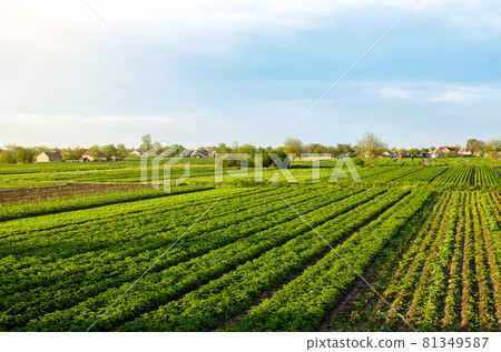 A beautiful view of countryside landscape of the potato fields of southern Ukraine. Agroindustry and agribusiness. Organic farming. Harvesting the first potato planting. Agriculture and agro industry A beautiful view of countryside landscape of the potato fields of southern Ukraine. Agroindustry and agribusiness. Organic farming. Harvesting the first potato planting. Agriculture and agro industry 81349587