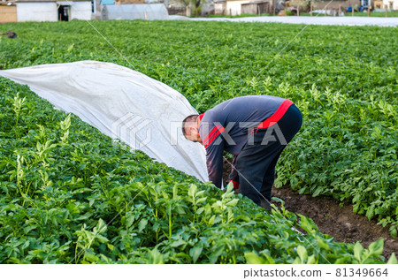 A farmer removes white spunbond agrofibre from a potato plantation. Hardening of plants. Agroindustry, farming. Use of protective coating materials in agriculture. Growing crops in a cold season. A farmer removes white spunbond agrofibre from a potato plantation. Hardening of plants. Agroindustry, farming. Use of protective coating materials in agriculture. Growing crops in a cold season. 81349664