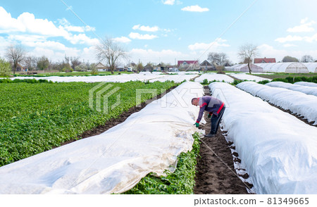 A farmer covers a potato plantation with agrofibre before a cold night. Opening of young potatoes plants as it warms. Agroindustry. Hardening of plants. Greenhouse effect for care and protection. 81349665