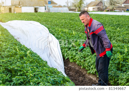 A farmer removes agrofibre from a potato plantation. Opening of young potato bushes as it warms. Greenhouse effect. Agroindustry, farming. Field work. Hardening of plants in late spring. 81349667