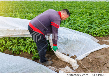 A farmer removes protective agricultural cover from a potato plantation. Opening of young potato bushes. Hardening of plants in late spring. Agroindustry, farming. Greenhouse effect 81349668