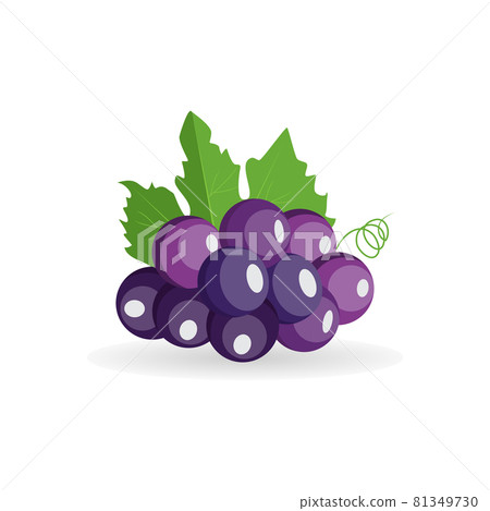 Vector small bunch of fresh black grapes with green leaves isolated on white background 81349730