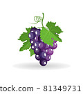 Vector bunch of black grapes with green leaves isolated on white background 81349731