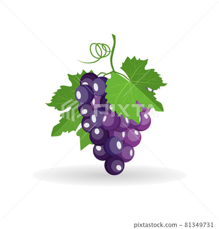 Vector bunch of black grapes with green leaves isolated on white background 81349731