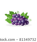 Vector bunch of freshly black grapes with green leaves lies isolated on white background 81349732