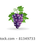 Vector bunch of freshly black grapes with green leaves isolated on white background 81349733