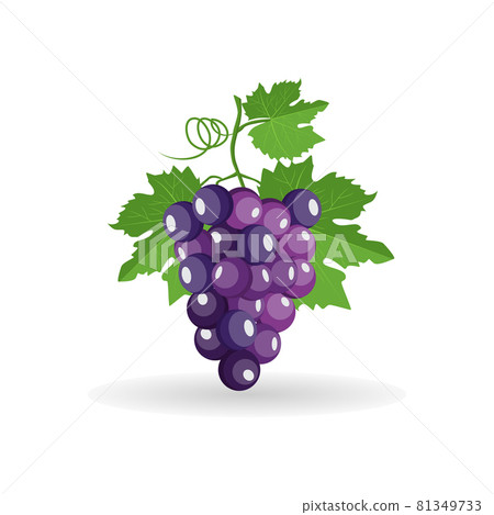 Vector bunch of freshly black grapes with green leaves isolated on white background Vector bunch of freshly black grapes with green leaves isolated on white background 81349733