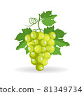 Vector green bunch of grapes with leaf isolated on white background 81349734
