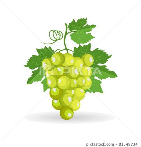 Vector green bunch of grapes with leaf isolated on white background 81349734