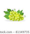 Vector lying fresh green bunch of grapes with leaf isolated on white background 81349735