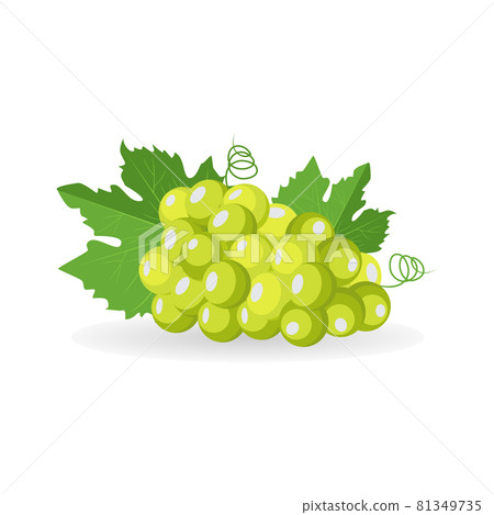 Vector lying fresh green bunch of grapes with leaf isolated on white background 81349735