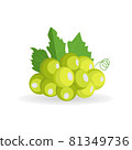 Vector small fresh green bunch of grapes with leaf isolated on white background 81349736