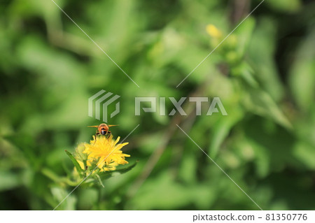 Dandelion and bee butt 81350776