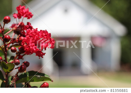 Blooming Crepe Myrtle Trees With Small White Church in Background, Shallow DOF 81350881