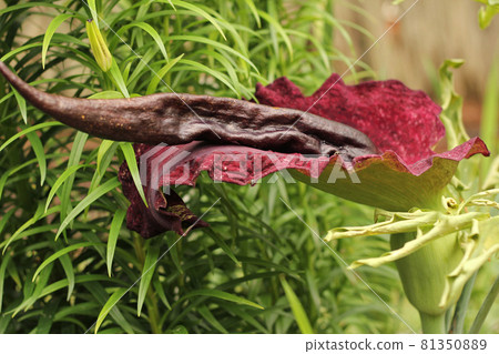 Blooming Dragon Arum - Dracunculus vulgaris or Dragon Lily 81350889