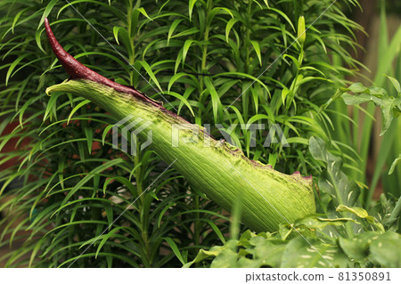 Blooming Dragon Arum - Dracunculus vulgaris or Dragon Lily 81350891