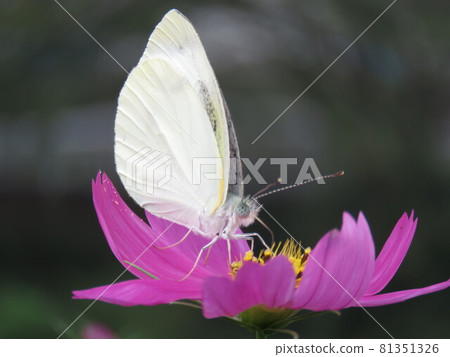 Butterfly season (Cabbage white butterfly) 81351326